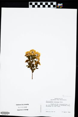 Pyracantha coccinea image