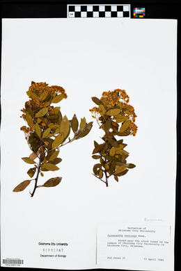 Pyracantha coccinea image