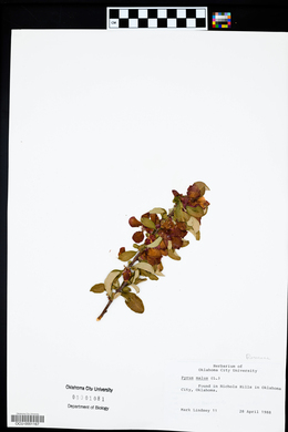 Malus sylvestris image