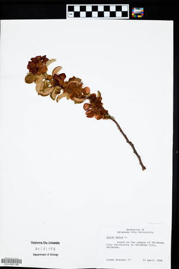 Malus sylvestris image