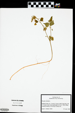 Physalis mollis image