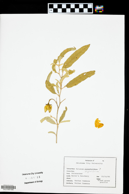 Solanum physalifolium image