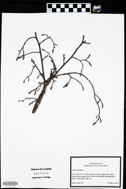 Ulmus pumila image