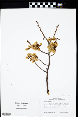 Ulmus pumila image