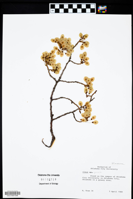 Ulmus pumila image