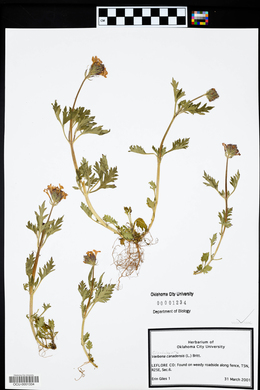 Glandularia canadensis image