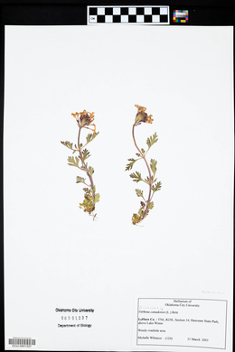 Glandularia canadensis image
