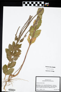 Verbena stricta image
