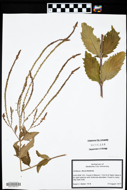Verbena x illicita image