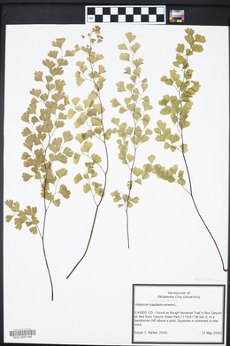 Adiantum capillus-veneris image