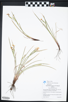 Sisyrinchium campestre image