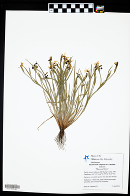 Sisyrinchium campestre image