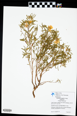 Calylophus hartwegii subsp. pubescens image