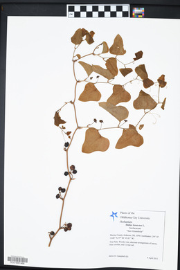 Smilax bona-nox image