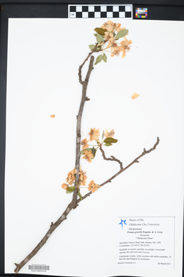 Prunus gracilis image