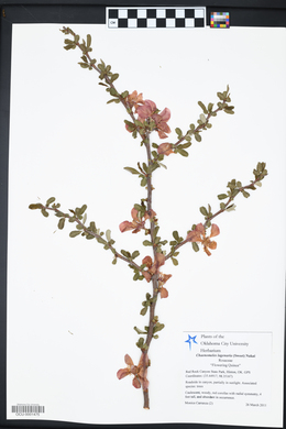 Chaenomeles lagenaria image