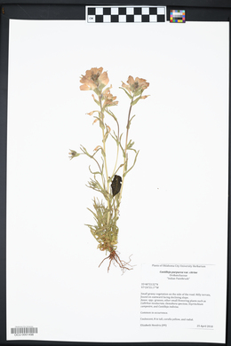 Castilleja purpurea var. citrina image