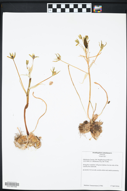 Ornithogalum umbellatum image