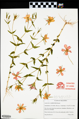 Sabatia campestris image