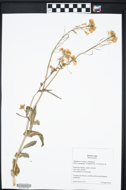 Brassica rapa image