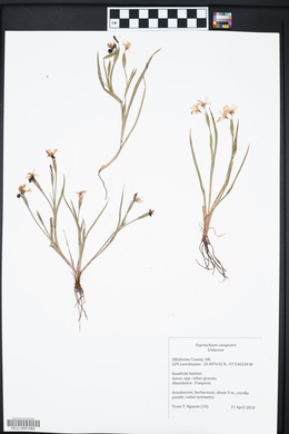 Sisyrinchium campestre image