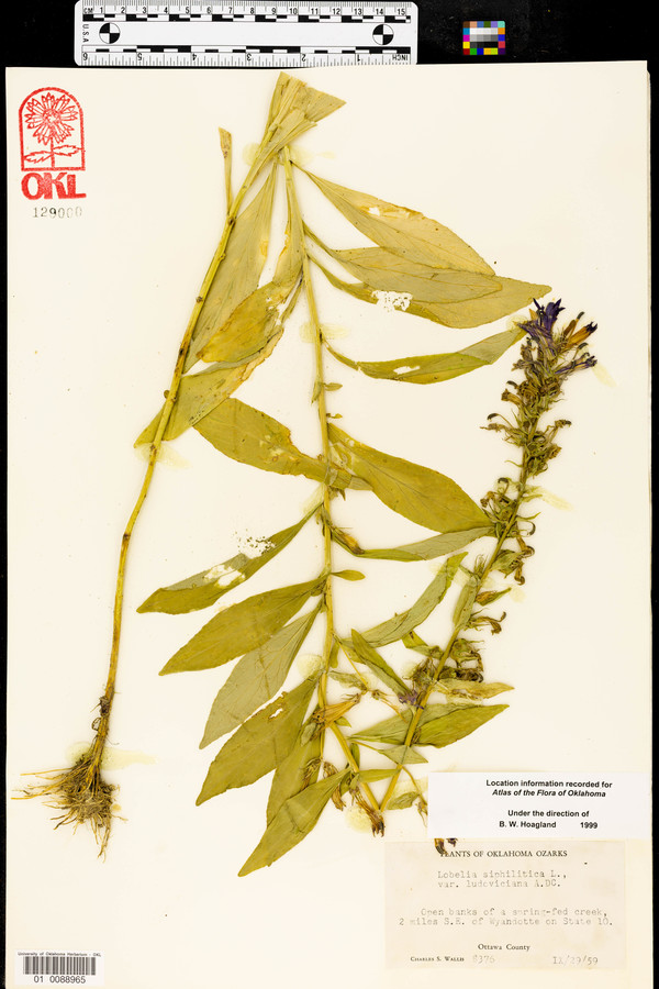 Lobelia siphilitica var. ludoviciana image
