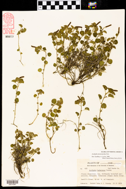 Acalypha monostachya image