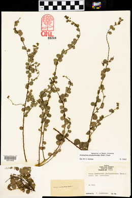 Andrachne phyllanthoides image
