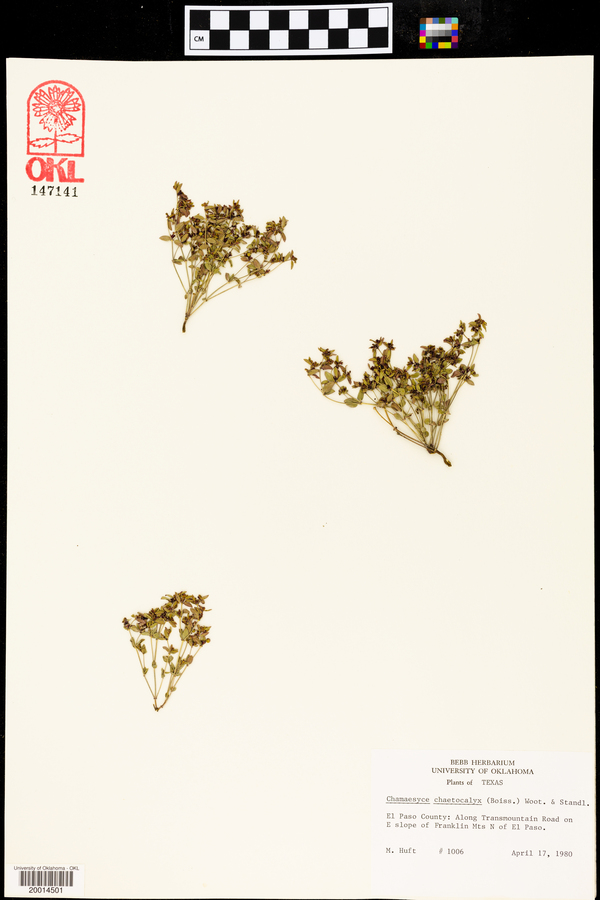 Chamaesyce chaetocalyx image