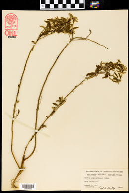 Croton argyranthemus image