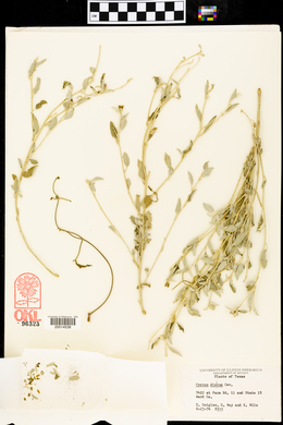 Croton dioicus image