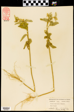 Croton engelmannii image