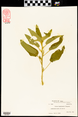 Croton engelmannii image
