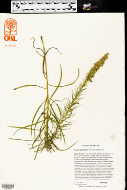 Liatris glandulosa image