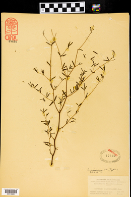 Euphorbia missurica image