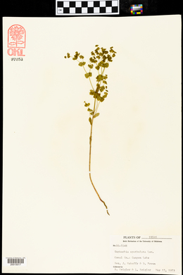 Euphorbia spathulata image