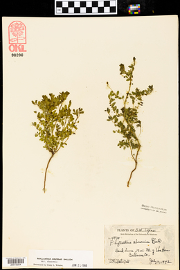 Phyllanthus abnormis var. abnormis image