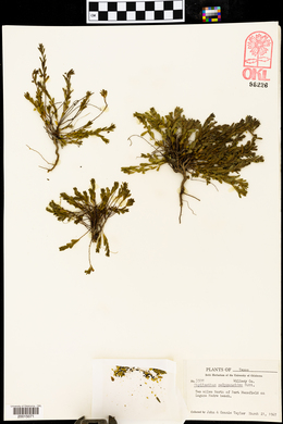 Phyllanthus polygonoides image
