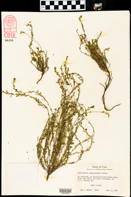 Phyllanthus polygonoides image