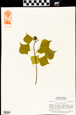 Sapium sebiferum image