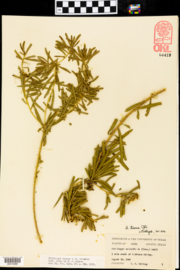Stillingia texana image