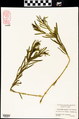 Stillingia texana image