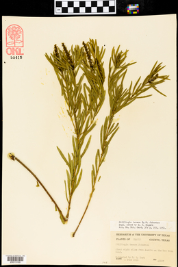 Stillingia texana image