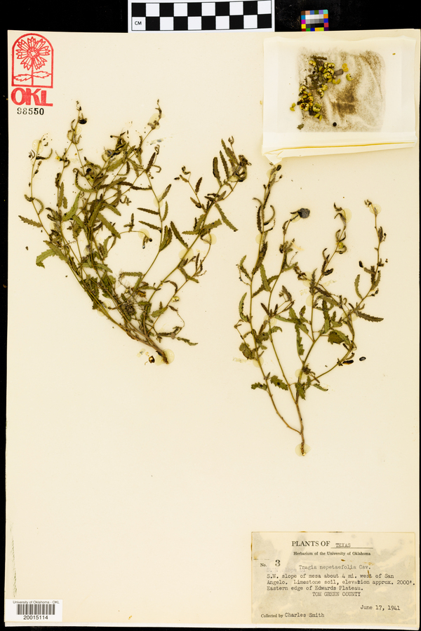Tragia nepetaefolia image
