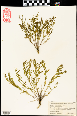 Tragia nepetaefolia image