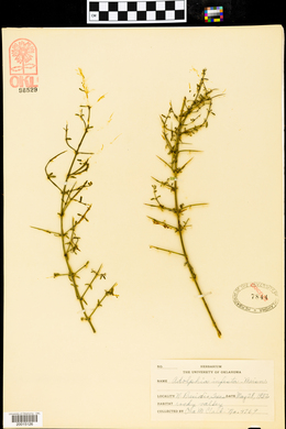 Adolphia infesta image