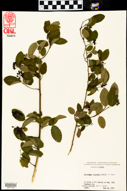 Berchemia scandens image