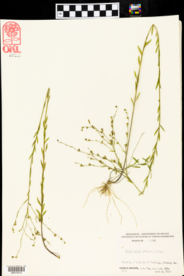 Linum medium image