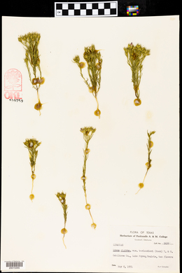 Linum berlandieri image