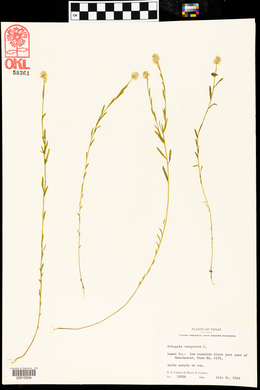 Polygala sanguinea image